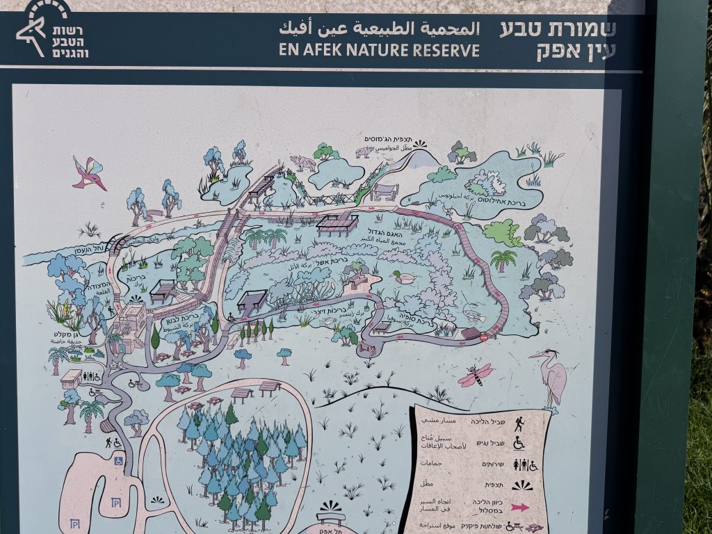שמורת טבע עין אפק – מסלול נגיש בין מים וציפורים