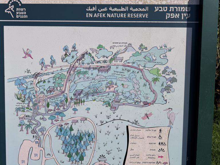 שמורת טבע עין אפק – מסלול נגיש בין מים וציפורים